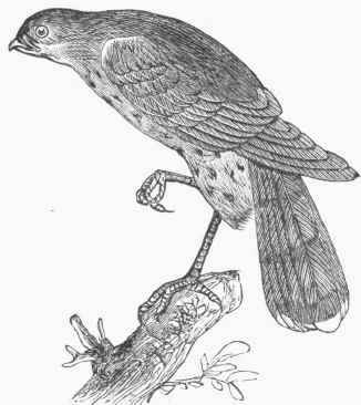 Sharp shinned Hawk (Accipiter fuscus).