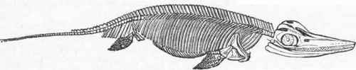 Skeleton of Ichthyosaurus.
