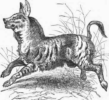 Striped Hyaena