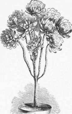 Tree Houseleek (Sempervivum arboreum).