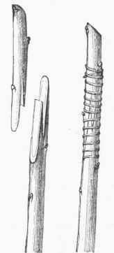 Whip Grafting, showing the tongues prepared and after ward bound together.