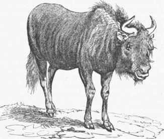 White Gnu (Catoblepas gnu).