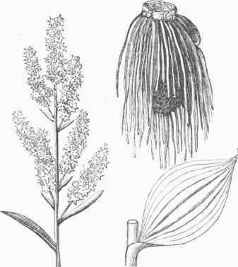 White Hellebore (Veratrum album).