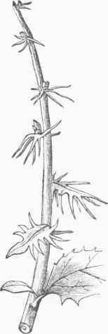 Barberry with Spiny Leaves.