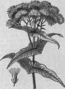 Boneset.