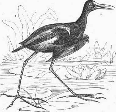 Chestnut Jacana (Parra jacana).