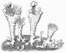 Cladonia coccinia.