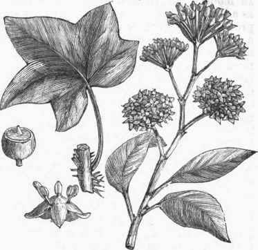English Ivy (Hedera helix).