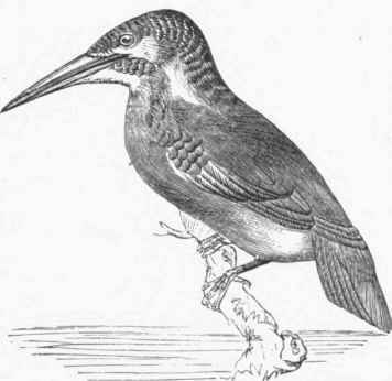 European Kingfisher (Alcedo ispida).