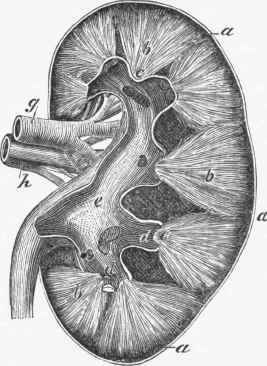 Human Kidney, in Vertical Section.