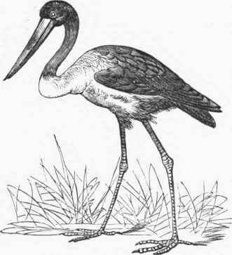 Jabiru (Mycteria Senegalensis).