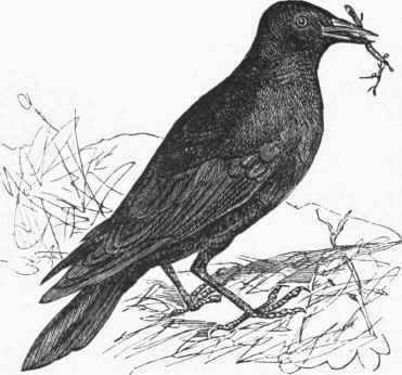 Jackdaw (Corvus monedula)