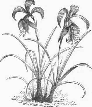 Jacobaean Lily (Amaryllis formosissima).