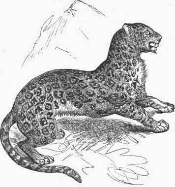 Jaguar (Felis onca).