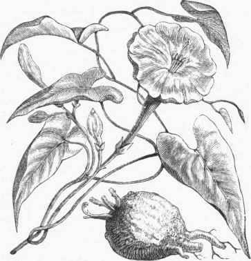 Jalap (Exogonium purga).