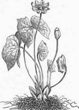 Jeffersonia.