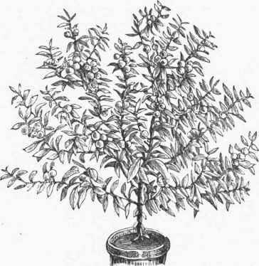 Jerusalem Cherry.