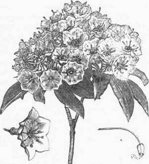 Kalmia latifolia.