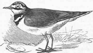 Kildeer (Charadrius vociferus).