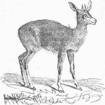 Klipspringer (Oreotragus saltatrix).