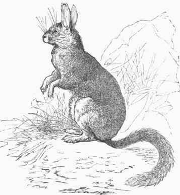 Lagotis Cuvieri.