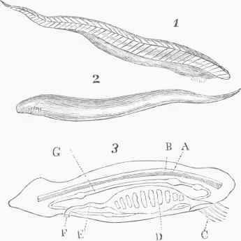 Lancelet (Amphioxus lanceolatus).