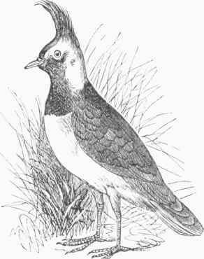 Lapwing (Vauellus cristatus).