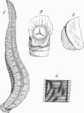 Leech (Sanguisuga medicinalis).