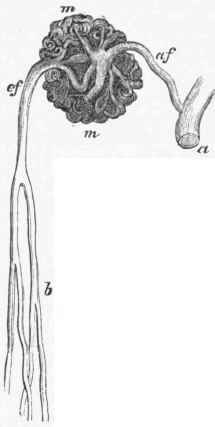 Malpighian Tuft from near the base of one of the Medullary Cones.