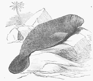 Manatee (Manatus latirostris).
