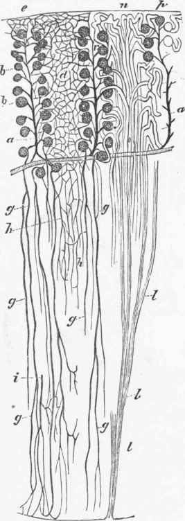 Medullary and Cortical Portions of the Rabbit's Kidney.