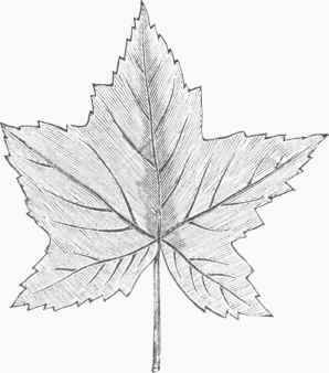 Palmately veined Leaf (Maple).