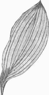 Parallel veined Leaf.