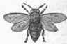 Vine Saw Fly (Selandria vitis).
