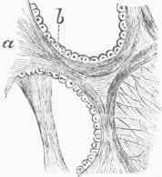 Air Vesicles of the Human Lung