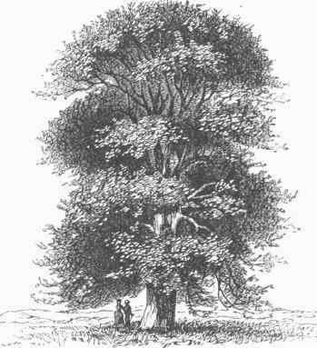 American Linden (Tilia Americana).