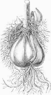 Bulb of Lily.