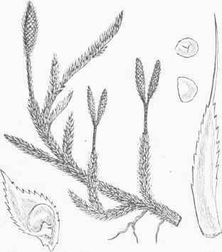 Common Club Moss (Lycopodium clavatum)