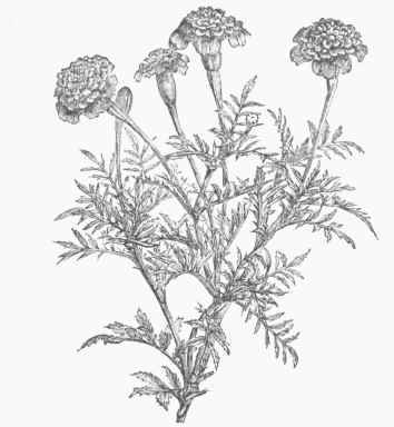 French Marigold (Tagetes patula).