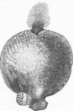 Giant Puff ball (Lycoperdon giganteum).