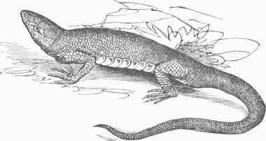 Green Lizard (Lacerta viridis).