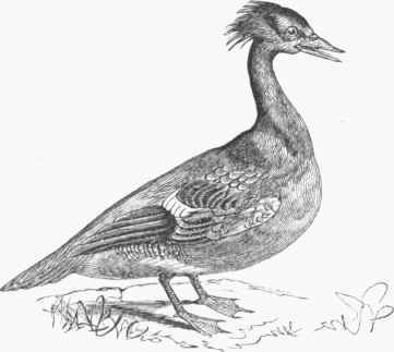 Hooded Merganser (Lophodytes cueullatus)   Female.