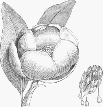 Laurel Magnolia (M. glauca).