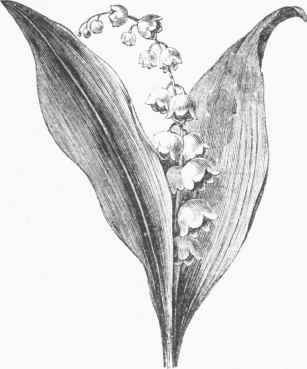 Lily of the Valley (Convallaria majalis).