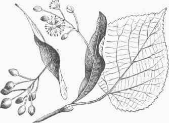 Linden Leaf, Flower, and Fruit.