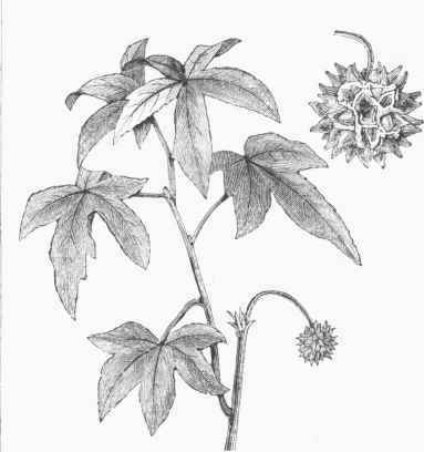 Liquidambar.