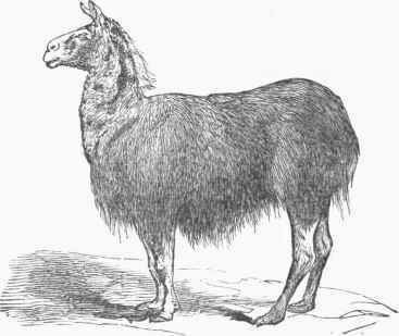 Llama (Auchenia lama).