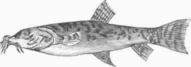 Loach (Cobitis barbatula).