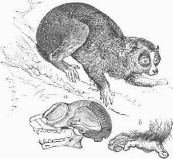 Lori (Stenops tardigradus). a. Skull, b. Hind foot.