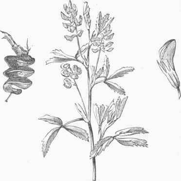 Lucern (Medicago sativa).